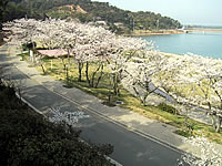 初立池公園の桜