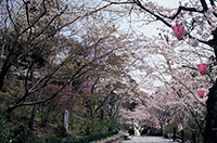 法多山尊永寺の桜