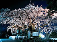 阿弥陀寺の枝垂れ桜