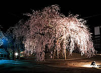 麻績神社の半八重紅彼岸枝垂れ桜