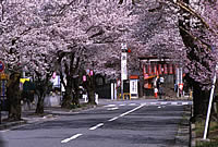 大宮通りの桜並木 