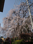 天龍峡第一公園の枝垂れ桜