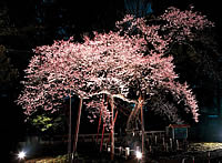 愛宕神社の清秀桜