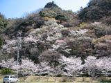 獅子ヶ鼻公園の桜