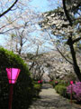 つつじ公園の桜