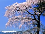 福田寺の枝垂れ桜