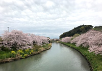 勝間田川にかかる戸塚橋から見る桜並木