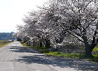 天竜川堤防の桜