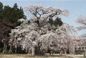 瑠璃寺の桜