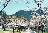 中電桜公園