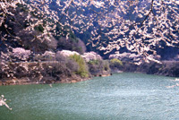みどり湖畔の桜